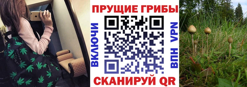 Псилоцибиновые грибы GOLDEN TEACHER  Стародуб 